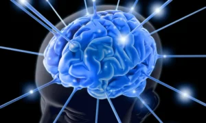Neuro Entrenadores Cerebro Large | ASOC DE PSICOLOGIA DE L ESPORT DE LA COMUNIDAD VALENCIANA