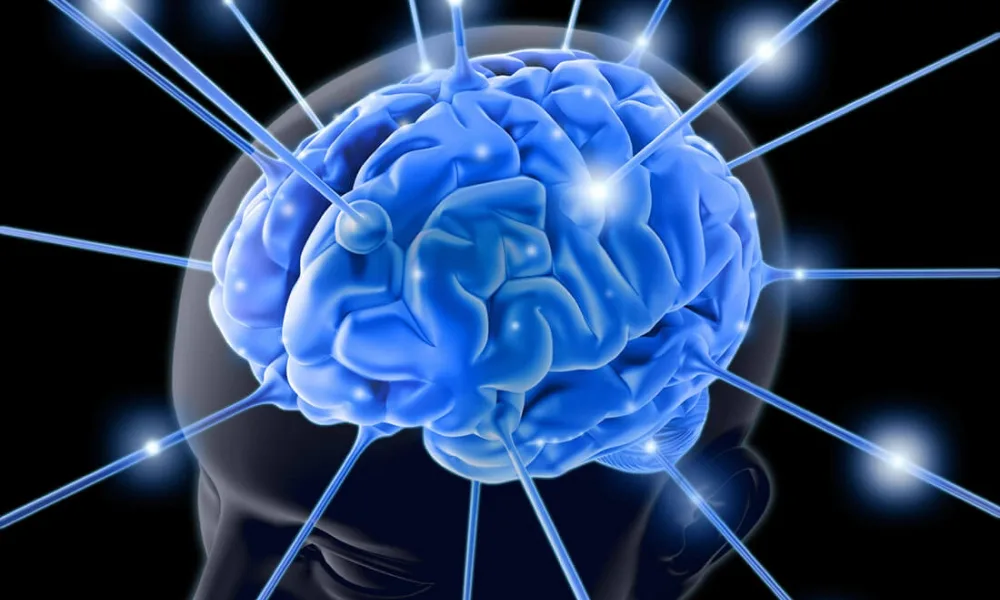 Neuro Entrenadores Cerebro Large | ASOC DE PSICOLOGIA DE L ESPORT DE LA COMUNIDAD VALENCIANA